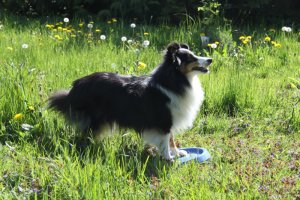 Min smukke smukke sheltie t�ve