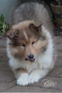 Topperteam's Babette De Lux, Bette