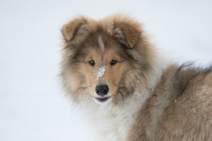 Topperteam's Babette De Lux, Bette