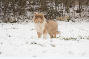 Topperteam's Babette De Lux, Bette