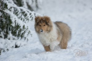 Topperteam's Babette De Lux, Bette