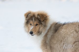 Topperteam's Babette De Lux, Bette
