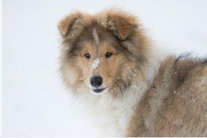 Topperteam's Babette De Lux, Bette