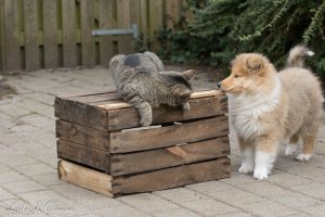 Sne og collies...så skal man tage en pause