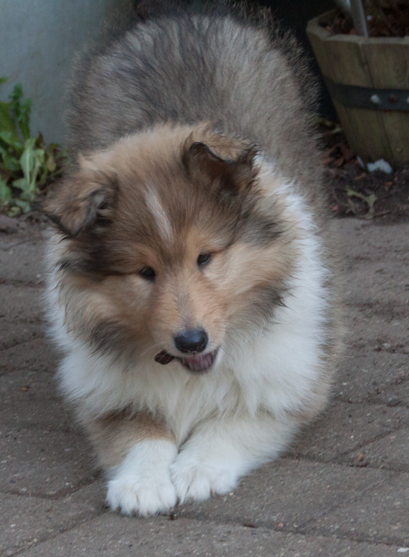 Topperteam colliehvalp 2020
