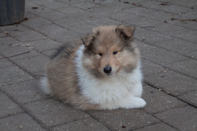 Topperteam colliehvalp 2020