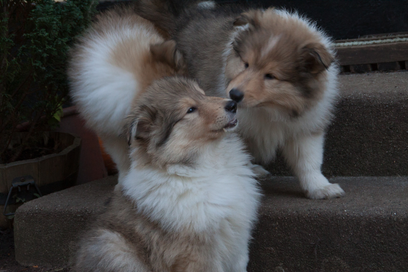 Topperteam colliehvalp 2020