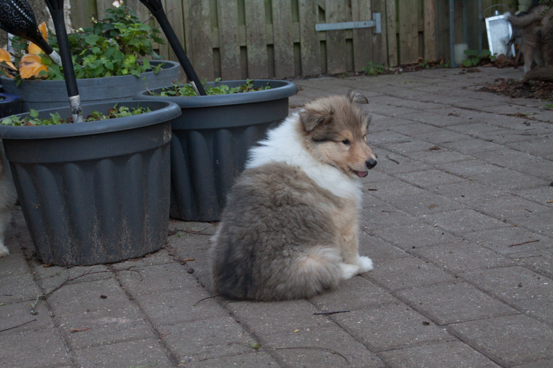 Topperteam colliehvalp 2020