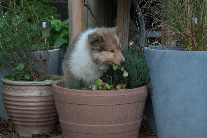 Topperteam colliehvalp 2020