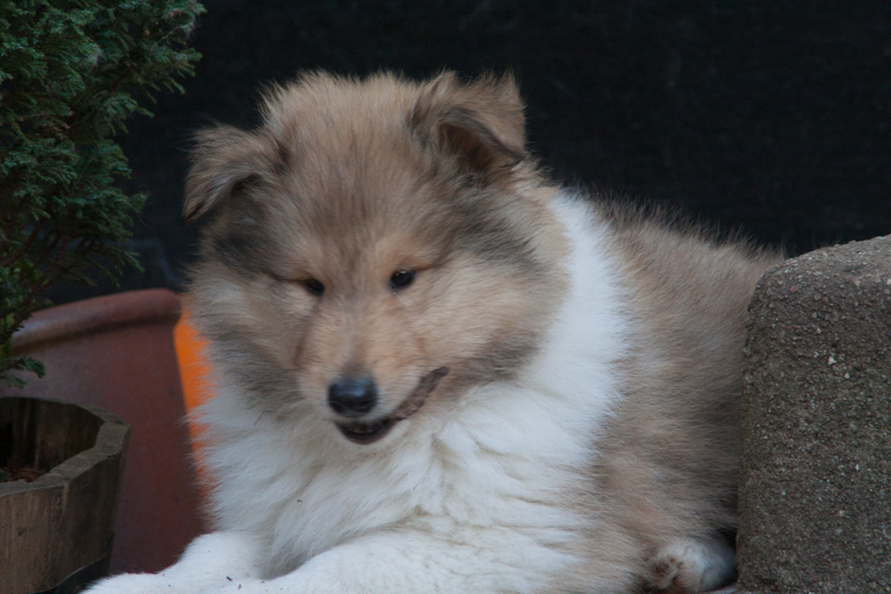 Topperteam colliehvalp 2020