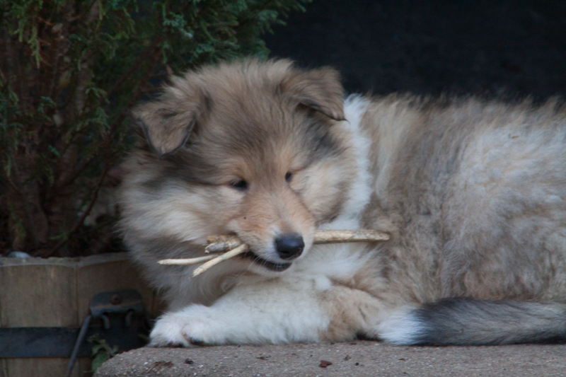 Topperteam colliehvalp 2020