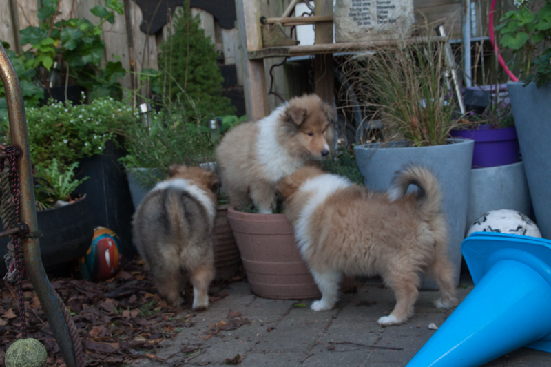 Topperteam colliehvalp 2020