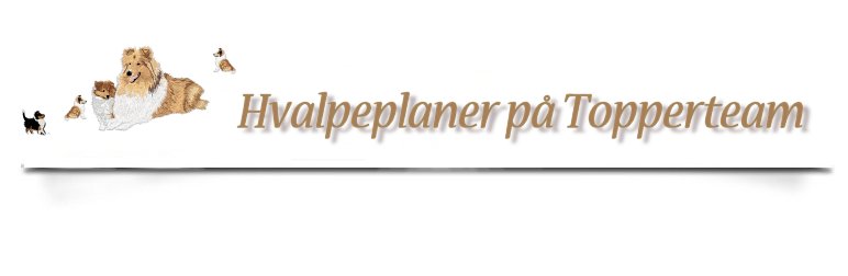 Topperteam collie hvalpe